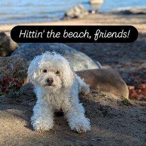 Meet your Posher, Beth